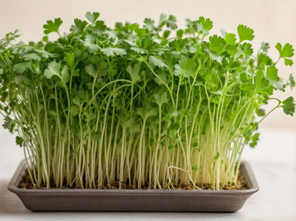 Microgreens di Coriandolo